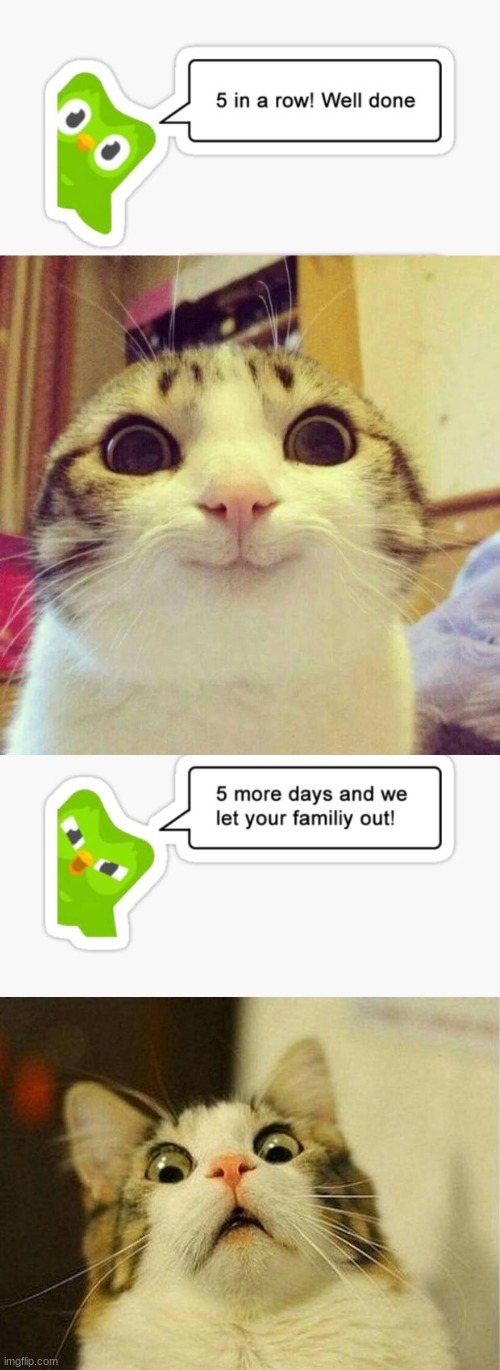 Duolingo in a nutshell | image tagged in memes,scared cat,smiling cat | made w/ Imgflip meme maker