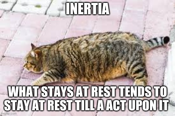 cat | INERTIA; WHAT STAYS AT REST TENDS TO STAY AT REST TILL A ACT UPON IT | image tagged in cat | made w/ Imgflip meme maker
