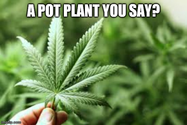 marijuana | A POT PLANT YOU SAY? | image tagged in marijuana | made w/ Imgflip meme maker