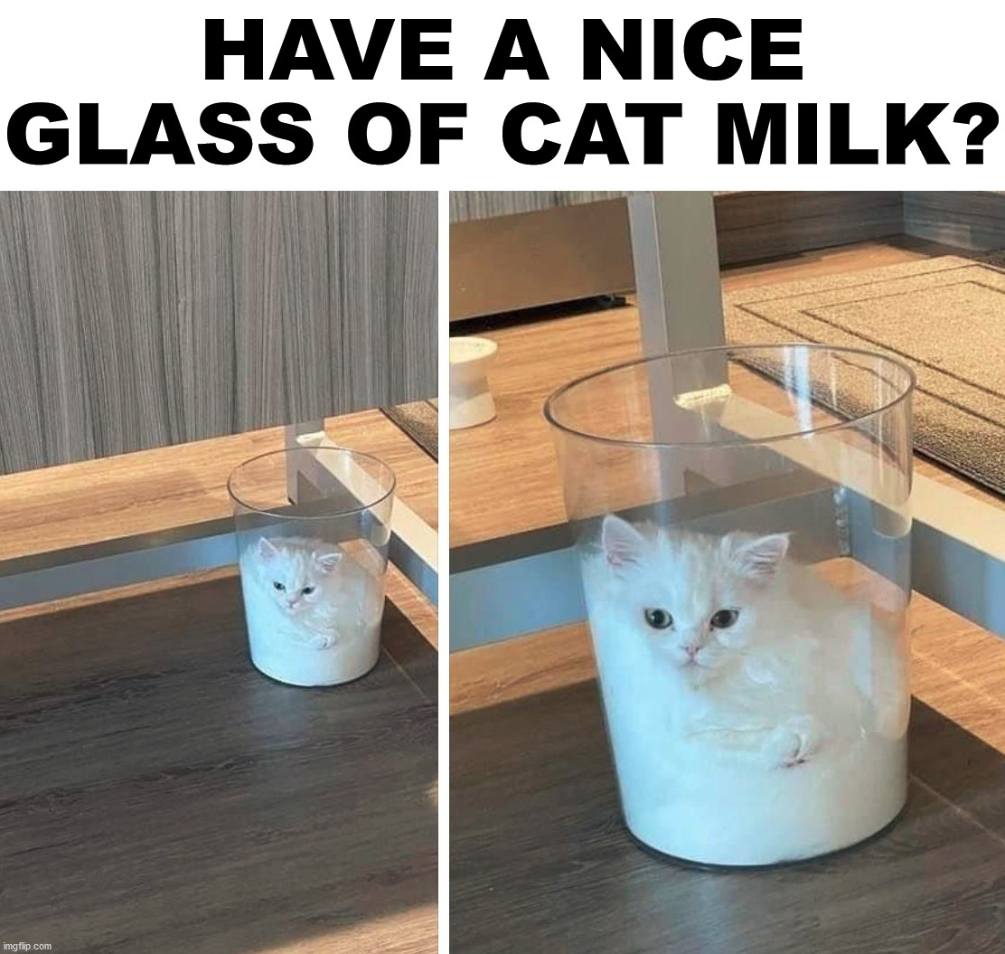 Cat With Milk On Face Meme - Wordblog