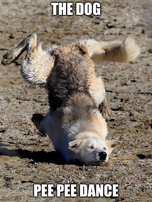 Dog Breakdancer | THE DOG; PEE PEE DANCE | image tagged in dog breakdancer | made w/ Imgflip meme maker