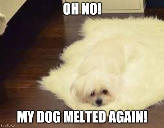 Dog melts | OH NO! MY DOG MELTED AGAIN! | image tagged in lol,funny,funny memes,funny meme,melting dog | made w/ Imgflip meme maker