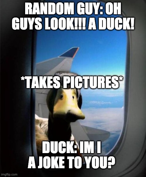 Duck on wing | RANDOM GUY: OH GUYS LOOK!!! A DUCK! *TAKES PICTURES*; DUCK: IM I A JOKE TO YOU? | image tagged in duck on plane wing | made w/ Imgflip meme maker