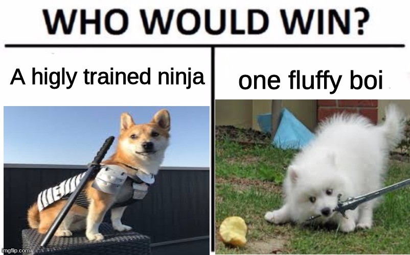 Aww so cute! | one fluffy boi; A higly trained ninja | image tagged in doggo,dogs,ninja,sword,who would win,fluffy | made w/ Imgflip meme maker