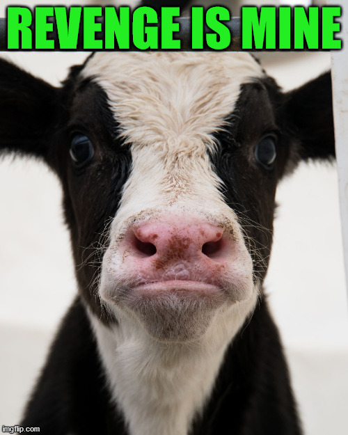 Angry Cow | REVENGE IS MINE | image tagged in angry cow | made w/ Imgflip meme maker