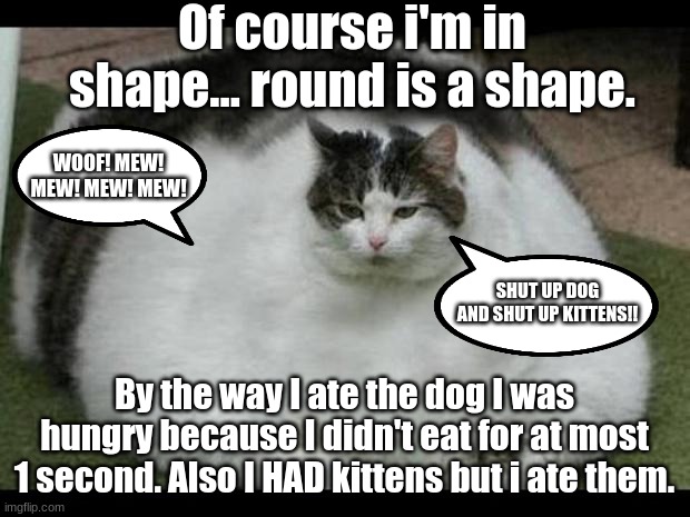 fat cat | Of course i'm in shape... round is a shape. WOOF! MEW! MEW! MEW! MEW! SHUT UP DOG AND SHUT UP KITTENS!! By the way I ate the dog I was hungry because I didn't eat for at most 1 second. Also I HAD kittens but i ate them. | image tagged in fat cat 2 | made w/ Imgflip meme maker