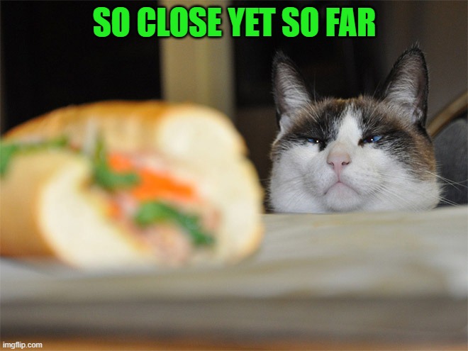 so close | SO CLOSE YET SO FAR | image tagged in cat,food | made w/ Imgflip meme maker