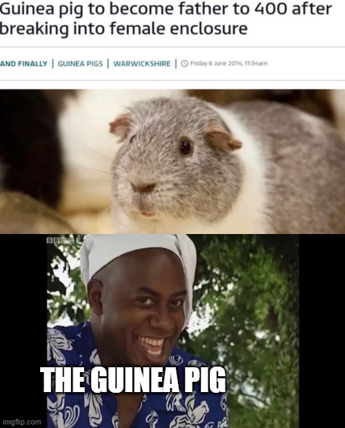 Did you know that hamsters and guinea pigs are known to eat their young when they're hungry? | THE GUINEA PIG | image tagged in hehe boi,memes,funny,guinea pig,father | made w/ Imgflip meme maker
