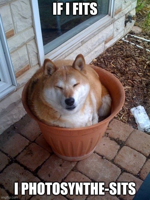 alexaaaaa | IF I FITS; I PHOTOSYNTHE-SITS | image tagged in plant doge | made w/ Imgflip meme maker