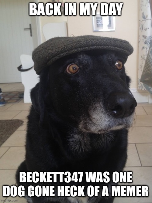 Back In My Day Dog | BACK IN MY DAY; BECKETT347 WAS ONE DOG GONE HECK OF A MEMER | image tagged in back in my day dog | made w/ Imgflip meme maker