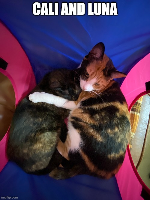 CALI AND LUNA | image tagged in cute kittens | made w/ Imgflip meme maker