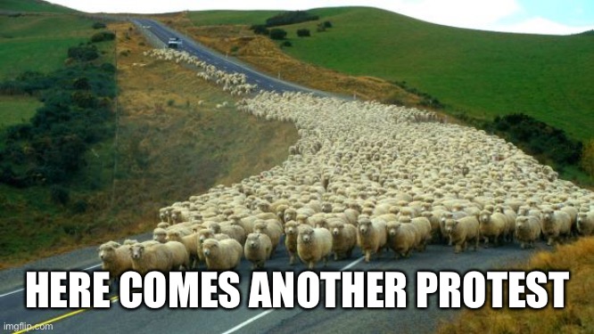 sheep | HERE COMES ANOTHER PROTEST | image tagged in sheep | made w/ Imgflip meme maker