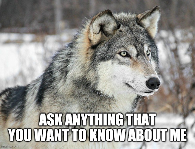 The rumors are true, I am a Werewolf | ASK ANYTHING THAT YOU WANT TO KNOW ABOUT ME | image tagged in werewolf,ask me anything | made w/ Imgflip meme maker