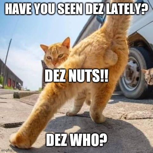 HAVE YOU SEEN DEZ LATELY? DEZ NUTS!! DEZ WHO? | image tagged in memes | made w/ Imgflip meme maker