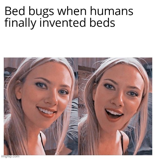 It ain't a bed bug without a bed | image tagged in gotanypain | made w/ Imgflip meme maker