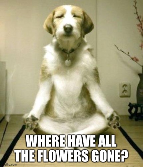 Inner Peace Dog | WHERE HAVE ALL THE FLOWERS GONE? | image tagged in inner peace dog | made w/ Imgflip meme maker