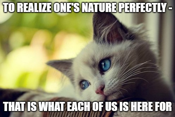 First World Problems Cat Meme | TO REALIZE ONE'S NATURE PERFECTLY -; THAT IS WHAT EACH OF US IS HERE FOR | image tagged in memes,first world problems cat | made w/ Imgflip meme maker
