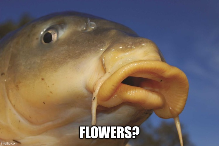 Carp | FLOWERS? | image tagged in carp | made w/ Imgflip meme maker