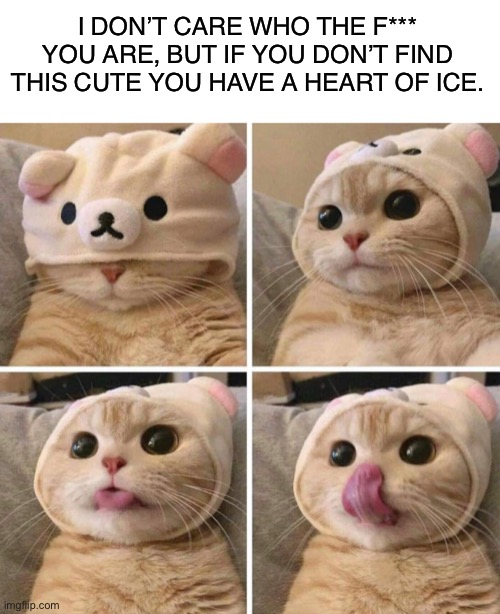 AWWWW | I DON’T CARE WHO THE F*** YOU ARE, BUT IF YOU DON’T FIND THIS CUTE YOU HAVE A HEART OF ICE. | image tagged in aww | made w/ Imgflip meme maker