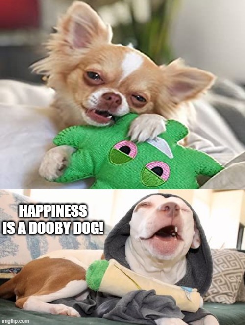 Happiness Is A Dooby Dog! | HAPPINESS IS A DOOBY DOG! | image tagged in dog | made w/ Imgflip meme maker