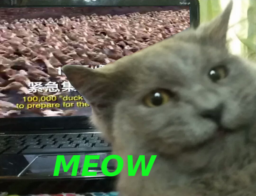 Bold-Faced Sarcasm Cat Blank Meme Template