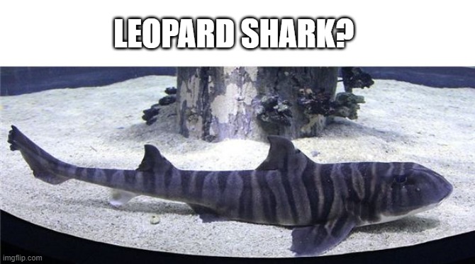 LEOPARD SHARK? | made w/ Imgflip meme maker