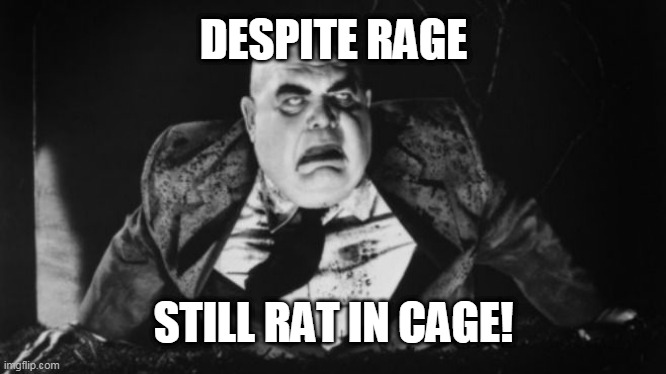despite rage still rat in cage | DESPITE RAGE; STILL RAT IN CAGE! | image tagged in funny memes | made w/ Imgflip meme maker