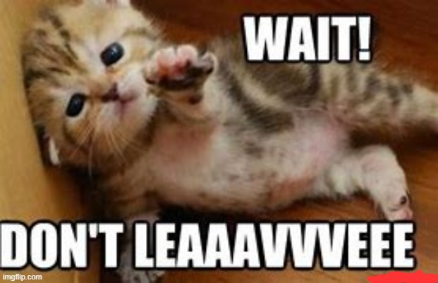 don't leave me | image tagged in memes,cute cat,funny cats,funny,cats,cats are awesome | made w/ Imgflip meme maker