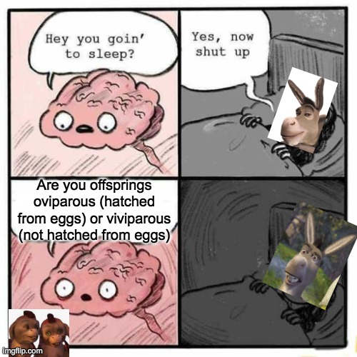 Hey you going to sleep? | Are you offsprings oviparous (hatched from eggs) or viviparous (not hatched from eggs) | image tagged in hey you going to sleep,donkey from shrek | made w/ Imgflip meme maker