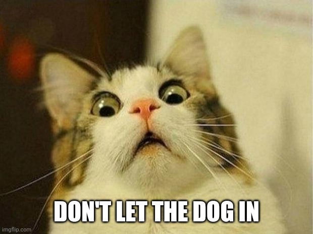 Scared Cat Meme |  DON'T LET THE DOG IN | image tagged in memes,scared cat | made w/ Imgflip meme maker