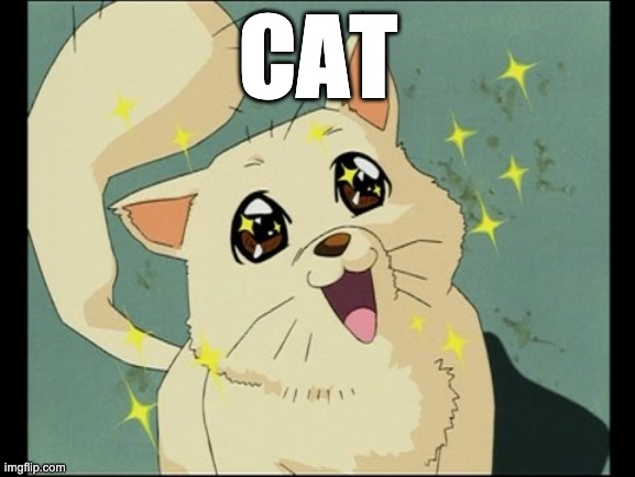 my favoruite cat! :::::) | CAT | made w/ Imgflip meme maker