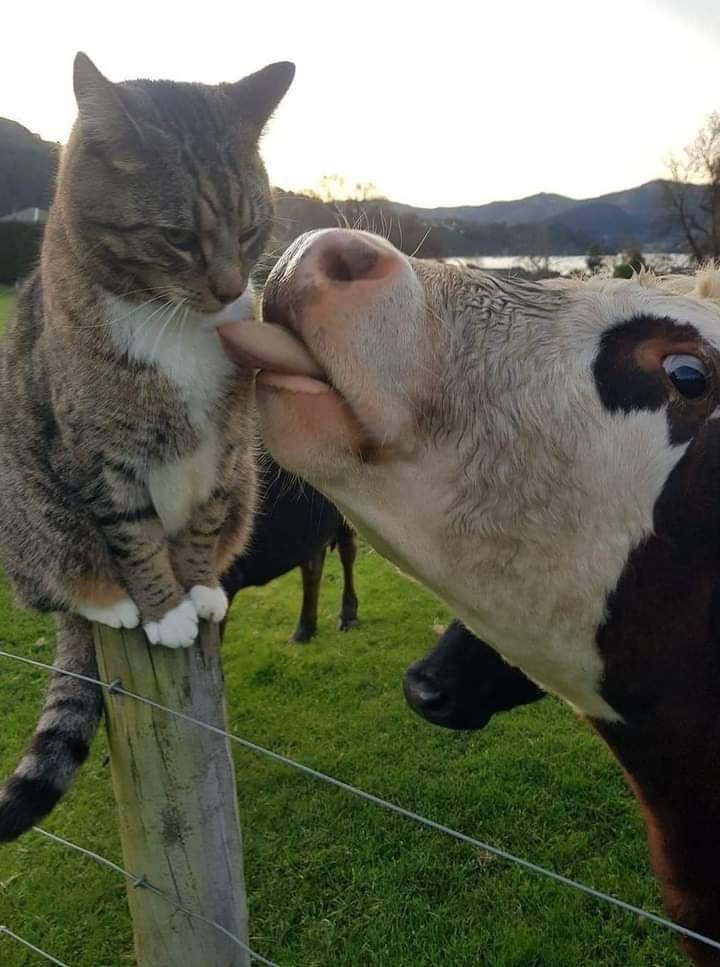 Cowlick pussycat Blank Meme Template
