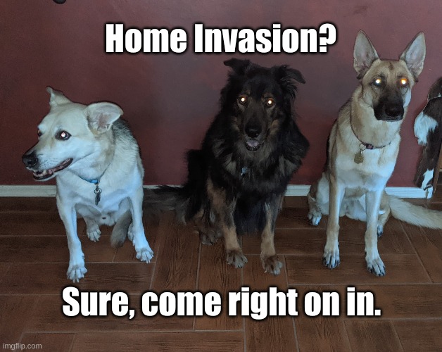 Home Invasion? | Home Invasion? Sure, come right on in. | image tagged in scary dogs | made w/ Imgflip meme maker