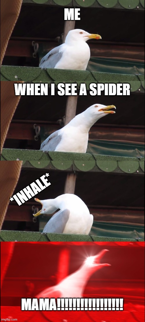 Inhaling Seagull Meme | ME; WHEN I SEE A SPIDER; *INHALE*; MAMA!!!!!!!!!!!!!!!!! | image tagged in memes,inhaling seagull | made w/ Imgflip meme maker