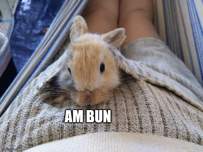 AM BUN | made w/ Imgflip meme maker