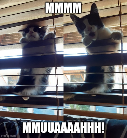 Oprah cat | MMMM; MMUUAAAAHHH! | image tagged in cats,cute kittens,funny cats,funny animals | made w/ Imgflip meme maker