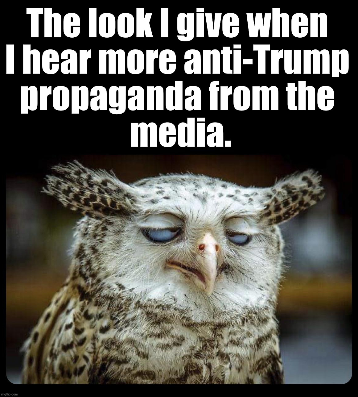 Also applies to neighbors and family. | The look I give when 
I hear more anti-Trump 
propaganda from the 
media. | image tagged in political meme,election 2020,anti trump,donald trump | made w/ Imgflip meme maker