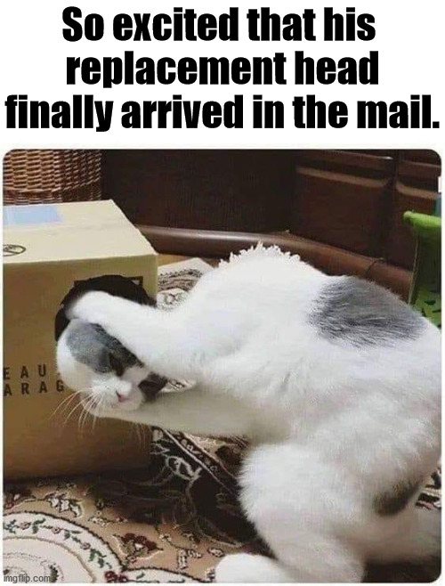 Make sure to poke breathing holes. |  So excited that his 
replacement head finally arrived in the mail. | image tagged in cat,head,mail | made w/ Imgflip meme maker
