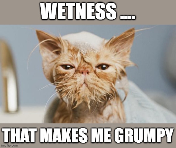 Greyjoy wet cat | WETNESS .... THAT MAKES ME GRUMPY | image tagged in greyjoy wet cat,cat | made w/ Imgflip meme maker