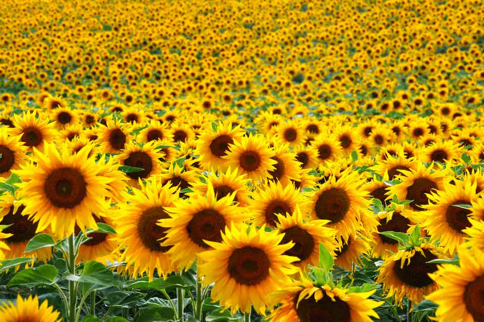 Sun flowers Blank Meme Template