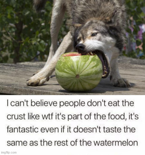 image tagged in watermelon wolf | made w/ Imgflip meme maker