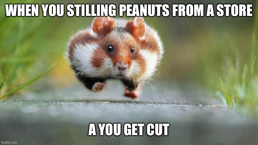 Memes | WHEN YOU STILLING PEANUTS FROM A STORE; A YOU GET CUT | image tagged in funny memes | made w/ Imgflip meme maker