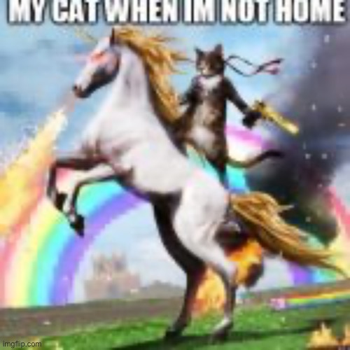 My cat | image tagged in cat | made w/ Imgflip meme maker