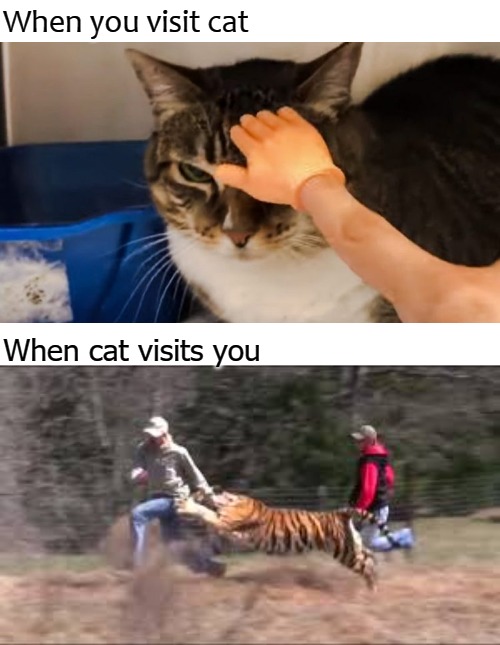 When you visit cat; When cat visits you | image tagged in help | made w/ Imgflip meme maker