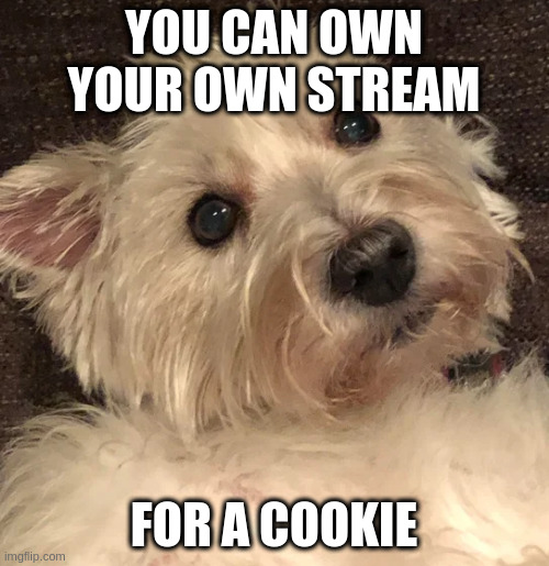 wtf | YOU CAN OWN YOUR OWN STREAM; FOR A COOKIE | image tagged in wtf | made w/ Imgflip meme maker