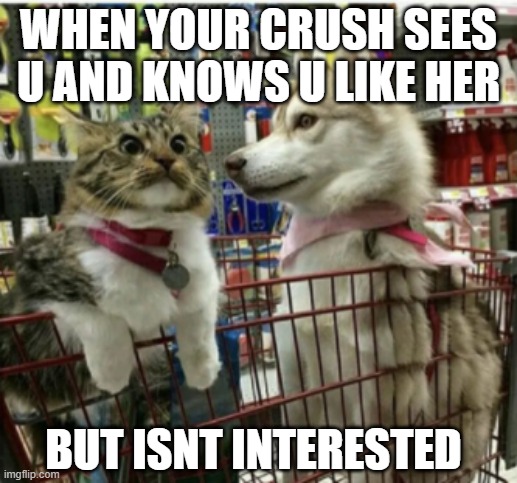 WHEN YOUR CRUSH SEES U AND KNOWS U LIKE HER; BUT ISNT INTERESTED | image tagged in girls | made w/ Imgflip meme maker