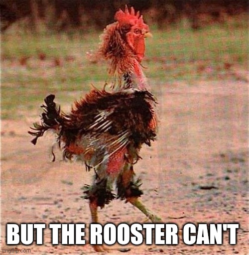 Rooster | BUT THE ROOSTER CAN'T | image tagged in rooster | made w/ Imgflip meme maker