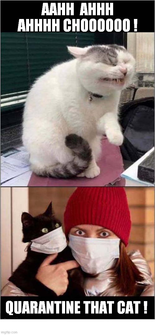 Danger - Sneezing Cat ! | AAHH  AHHH AHHHH CHOOOOOO ! QUARANTINE THAT CAT ! | image tagged in cats,covid,unmasked | made w/ Imgflip meme maker