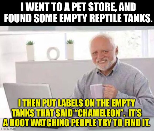 Harold | I WENT TO A PET STORE, AND FOUND SOME EMPTY REPTILE TANKS. I THEN PUT LABELS ON THE EMPTY TANKS THAT SAID “CHAMELEON”.  IT’S A HOOT WATCHING PEOPLE TRY TO FIND IT. | image tagged in harold | made w/ Imgflip meme maker