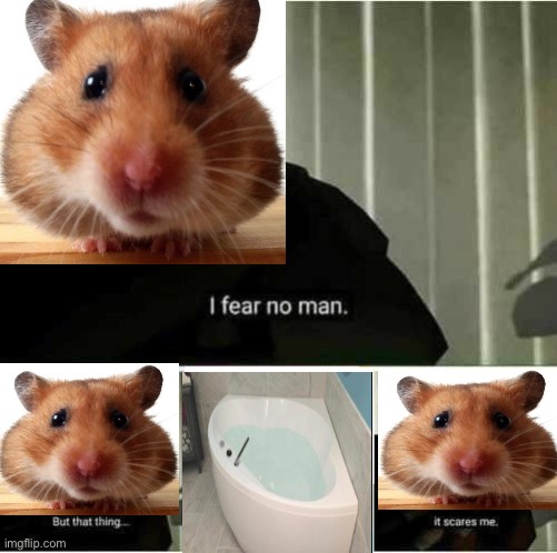 Hamster should be sand bathed,not water bathed | image tagged in hamster weekend | made w/ Imgflip meme maker
